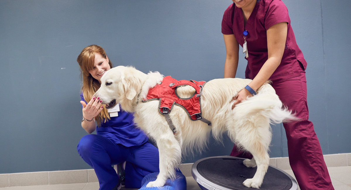 Therapy Dog