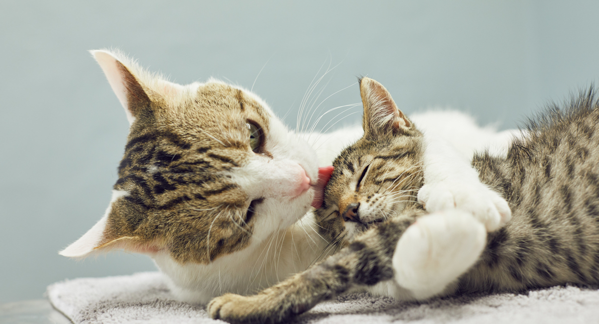 Mother and Kitten