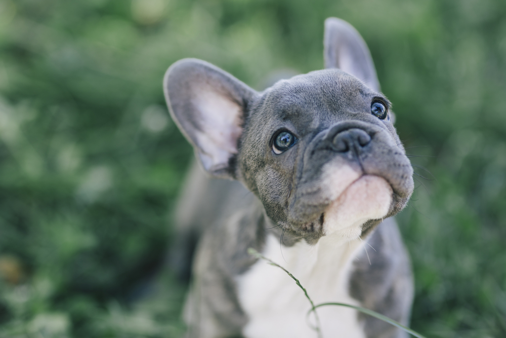 symptoms of brachycephalic syndrome