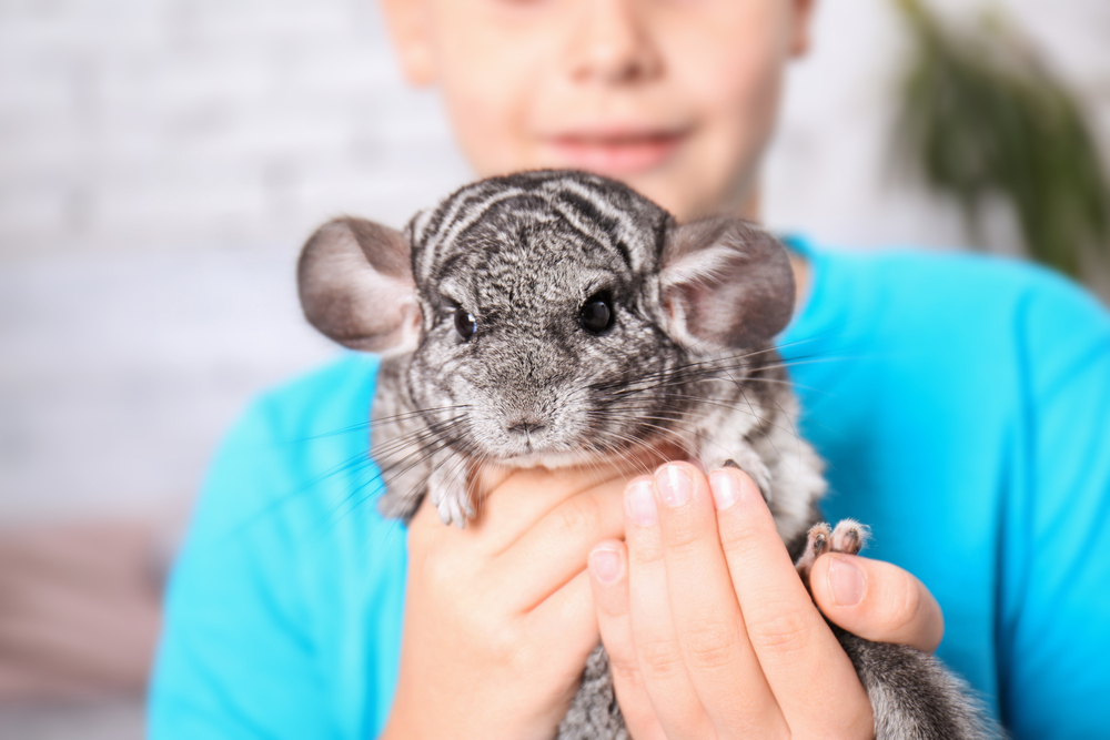  Exotic  Pets  How to Care for Some of the Most Unique Pets  