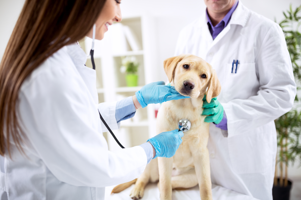 Pet First Aid: Know the Basics - Gulf Coast Veterinary Specialists
