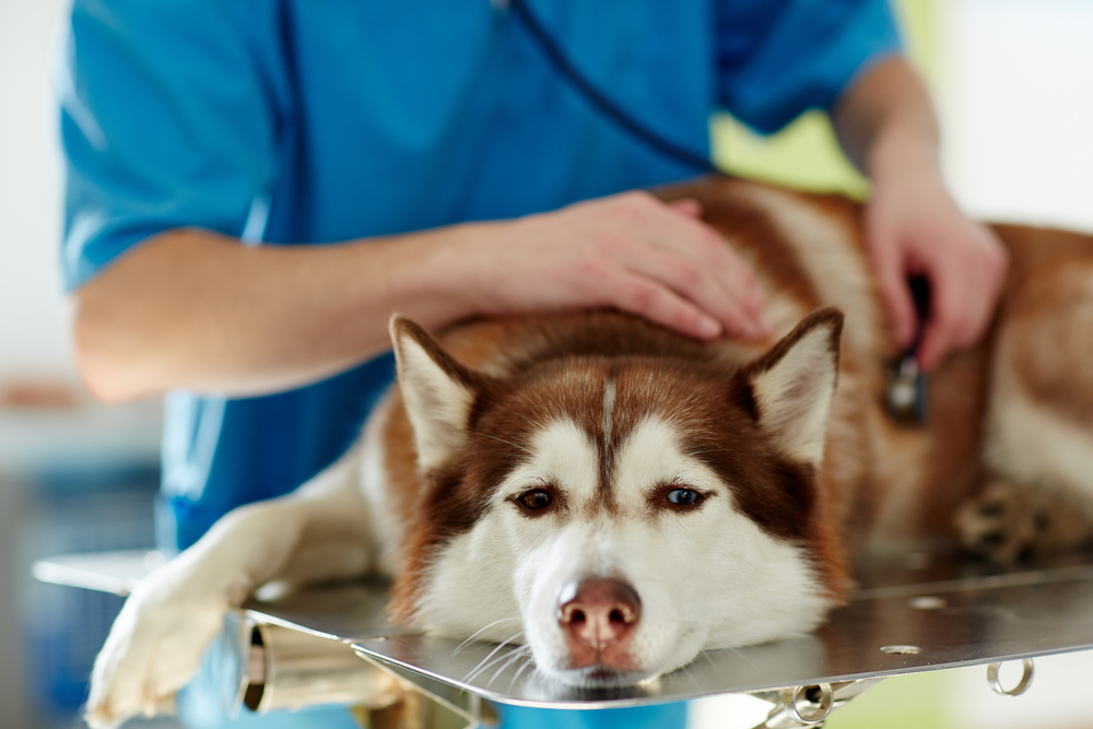 is diabetes in dogs reversible