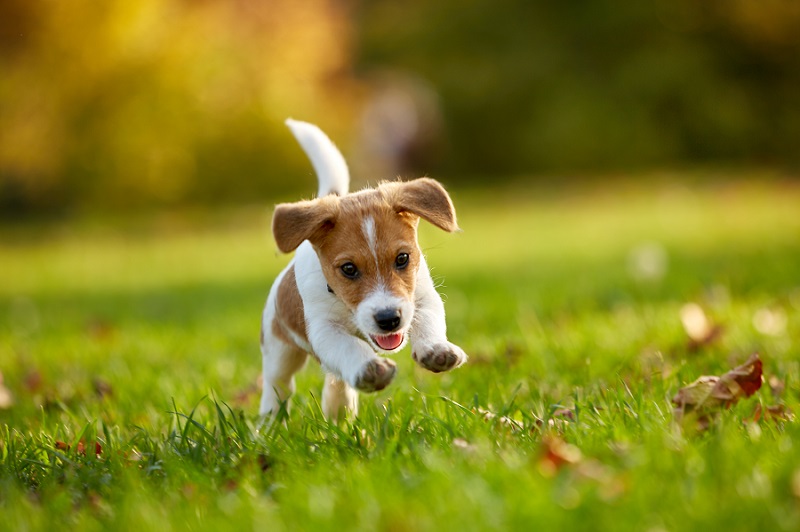 Is it ok for your puppy to eat grass