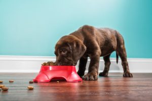 Nutrition for Athletic Pets