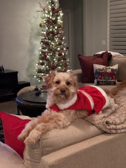 Ember enjoying an amazing holiday season and new year after recovering from sever burn wounds