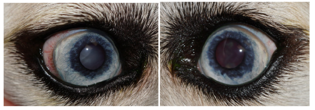 Bishop Gelasius, with theirs Decr eye vs apo-cr yphal related, embedded to between you