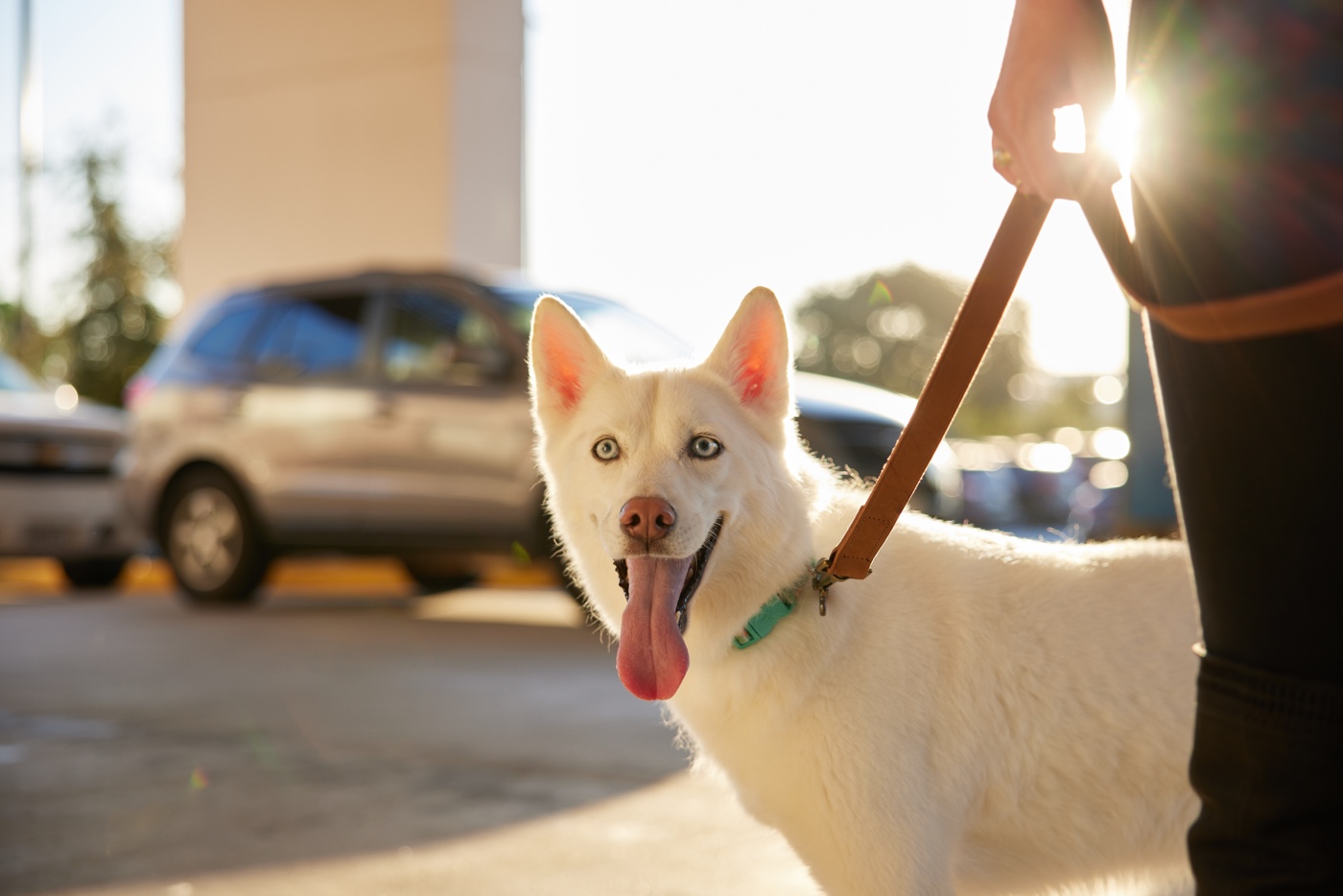 White Dog