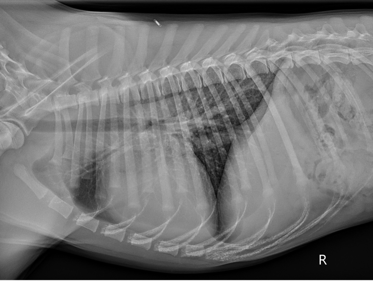 Image of Figure 1: Pre-operative right lateral thoracic radiograph.