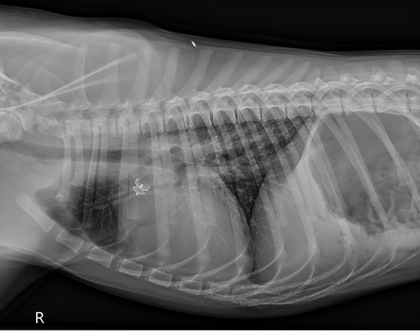 Image of Figure 3: Post-operative right lateral thoracic radiograph.