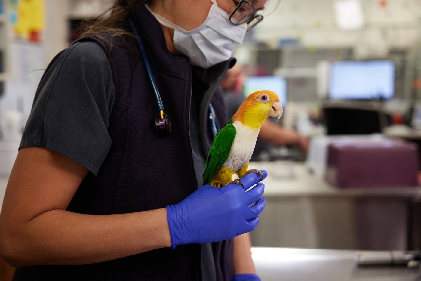 Bird & shop exotics veterinarian